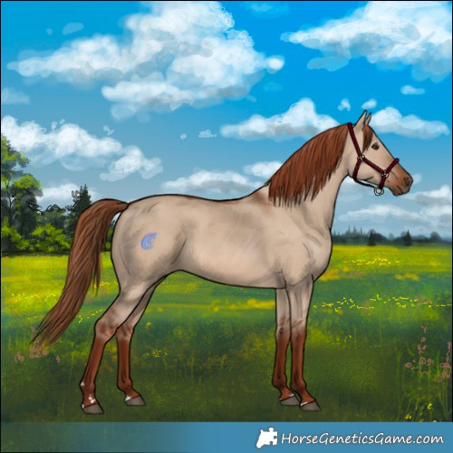 Horse Color:Red Dun 
