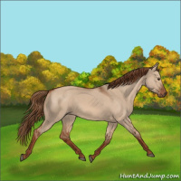 Horse Color:Red Dun 