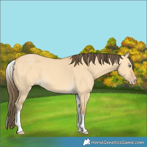 Horse Color:White Spotted Amber Cream Champagne Dun Rabicano 