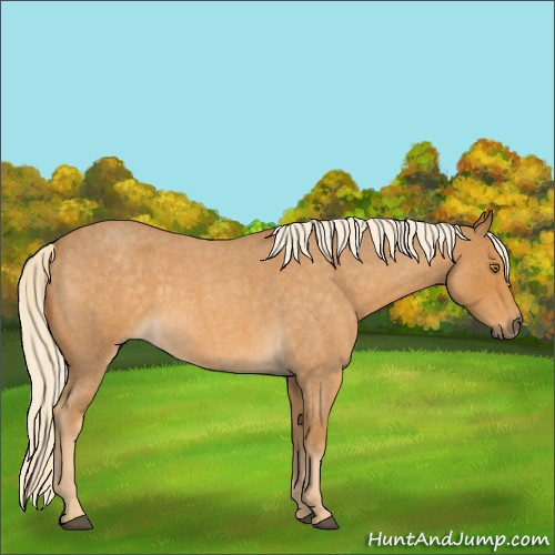 Horse Color:Palomino Roan