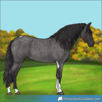 Horse Color:Smoky Blue Roan Tobiano 