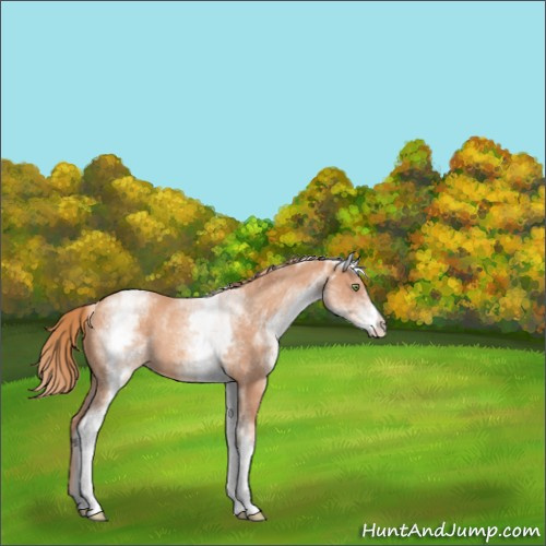 Horse Color:White Spotted Gold Champagne Rabicano