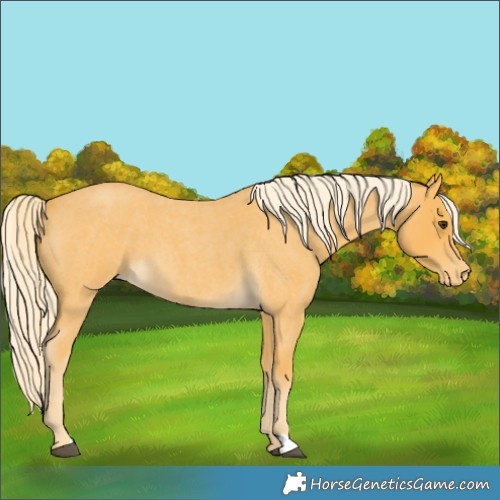 Horse Color:Palomino Roan Appaloosa 