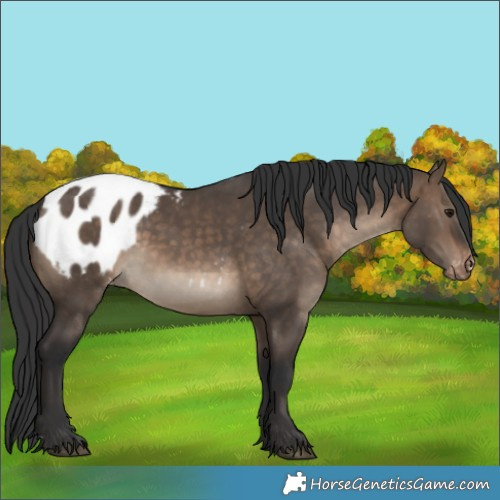 Horse Color:Brown Dun Appaloosa 