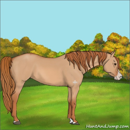 Horse Color:Red Dun Splash 