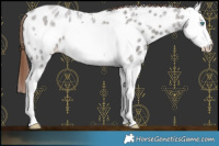 Horse Color:Liver Red Roan Splash Frame Leopard 