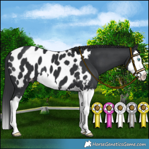 Horse Color:Black Splash Appaloosa 