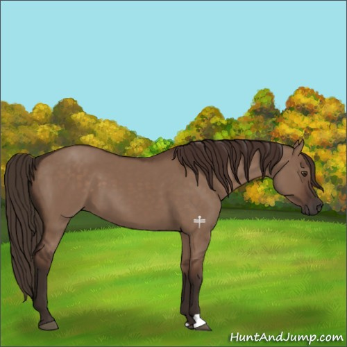 Horse Color:Liver Red Dun 