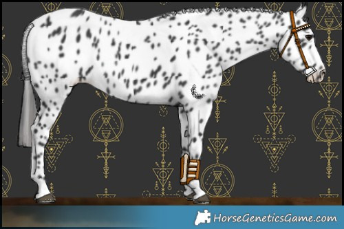 Horse Color:Black Appaloosa Rabicano 