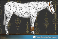 Horse Color:Black Leopard Rabicano 