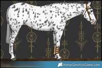 Horse Color:Black Appaloosa Rabicano