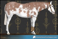 Horse Color:Red Roan Sabino Splash 