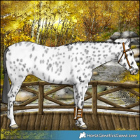 Horse Color:Blue Roan Leopard 