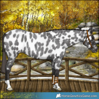 Horse Color:Smoky Blue Roan Near Leopard 