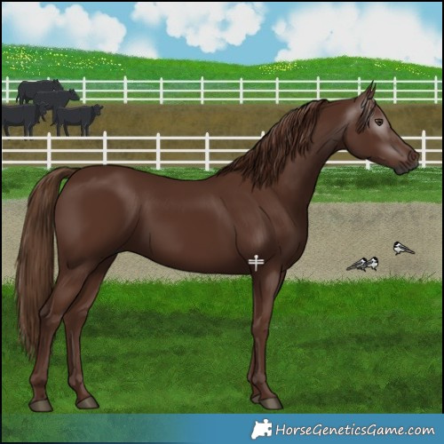 Horse Color:Gray Chestnut 