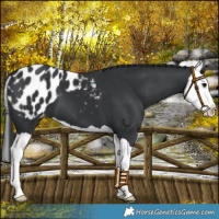 Horse Color:Black Splash Appaloosa 