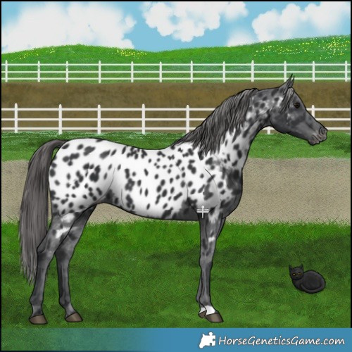 Horse Color:Black Appaloosa 
