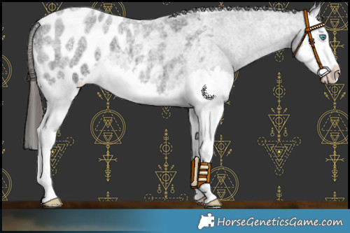 Horse Color:Blue Roan Splash Appaloosa 
