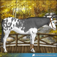Horse Color:Blue Roan Splash Appaloosa