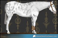 Horse Color:Blue Roan Splash Blanket 