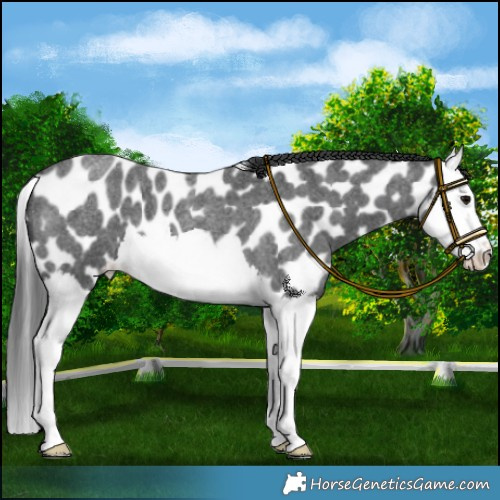 Horse Color:Blue Roan Splash Appaloosa 