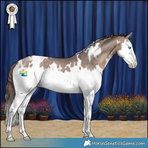Horse Color:White Spotted Bay Dun Splash Appaloosa 