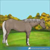 Horse Color:Silver Grullo 