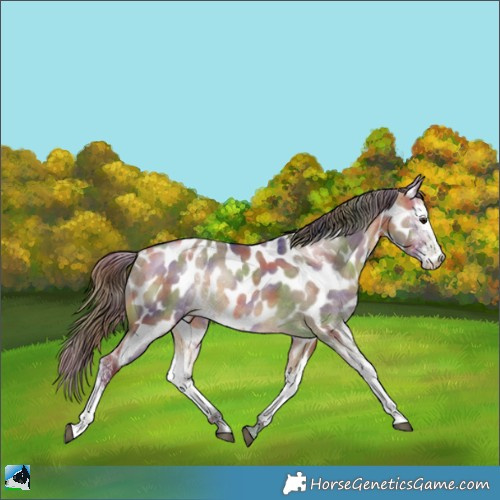 Horse Color:Nacre Buckskin Dun Sabino Appaloosa Rabicano 