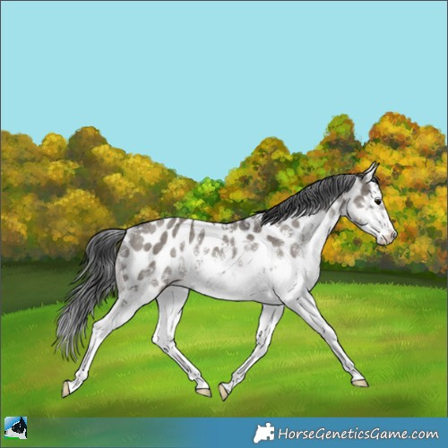 Horse Color:Grullo Sabino Appaloosa Rabicano 