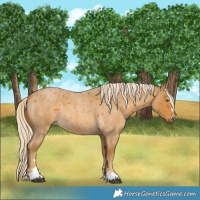 Horse Color:Palomino Roan 