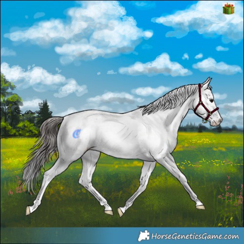 Horse Color:Brown Sabino Appaloosa 