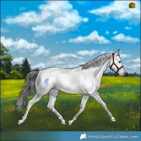 Horse Color:Smoky Black Sabino Rabicano 