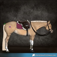 Horse Color:Chocolate Palomino Dun Tobiano 