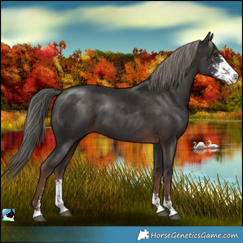 Horse Color:Liver Chestnut Mushroom Sabino