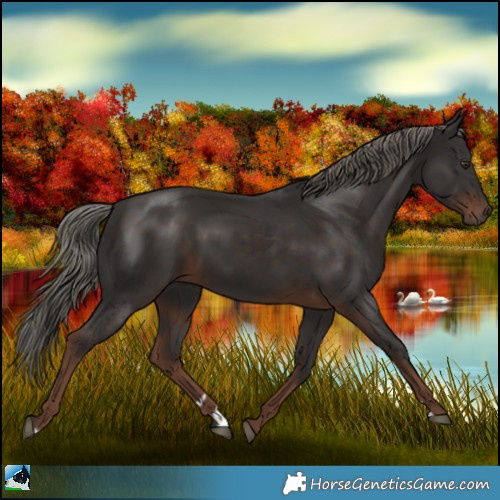 Horse Color:Liver Chestnut Mushroom Sabino