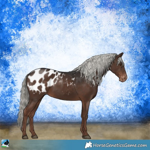 Horse Color:Liver Chestnut Mushroom Sabino Appaloosa 