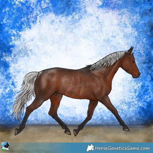 Horse Color:Liver Chestnut Mushroom Rabicano 