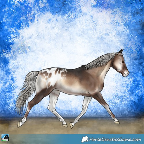 Horse Color:Liver Red Onyx Mushroom Appaloosa Rabicano 