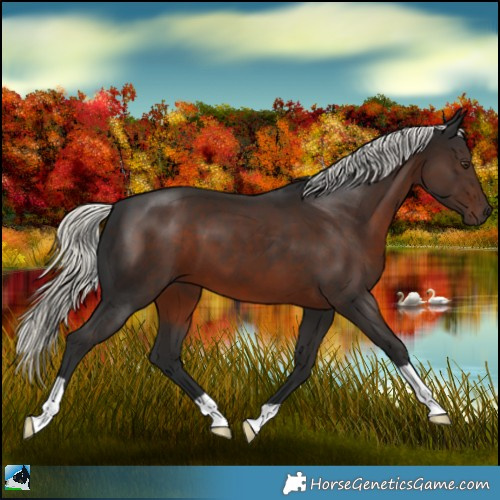 Horse Color:Liver Chestnut Mushroom