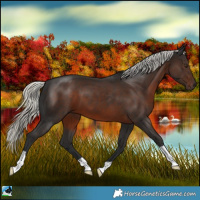 Horse Color:Liver Chestnut Mushroom 
