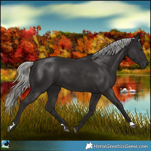 Horse Color:Liver Chestnut Mushroom 