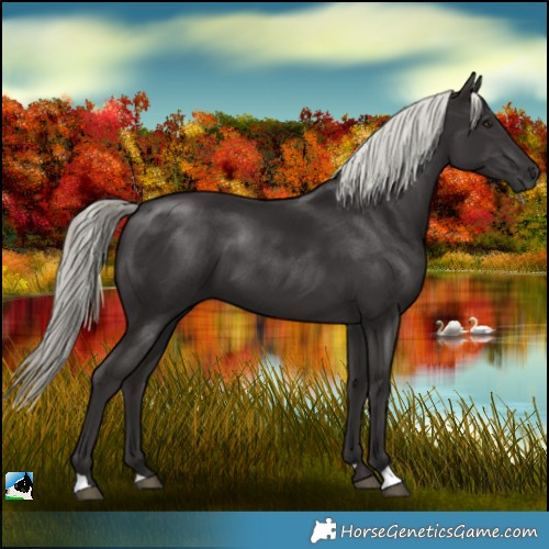Horse Color:Liver Chestnut Mushroom