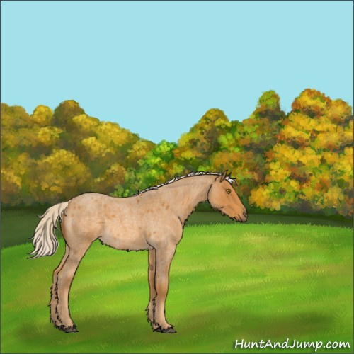 Horse Color:Palomino Roan 