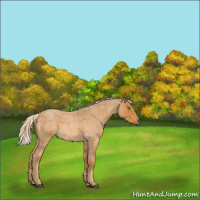 Horse Color:Palomino Roan