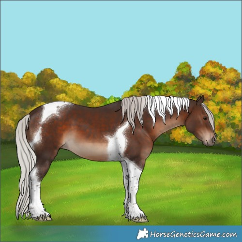 Horse Color:Silver Brown Tobiano 