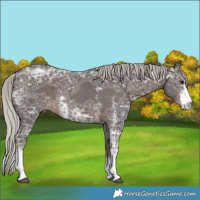 Horse Color:Silver Brown Ice Sabino
