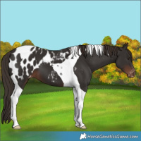Horse Color:Liver Chestnut Tobiano Appaloosa 