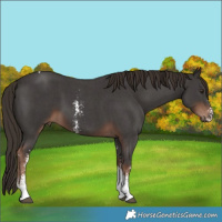 Horse Color:Liver Chestnut Sabino Tobiano