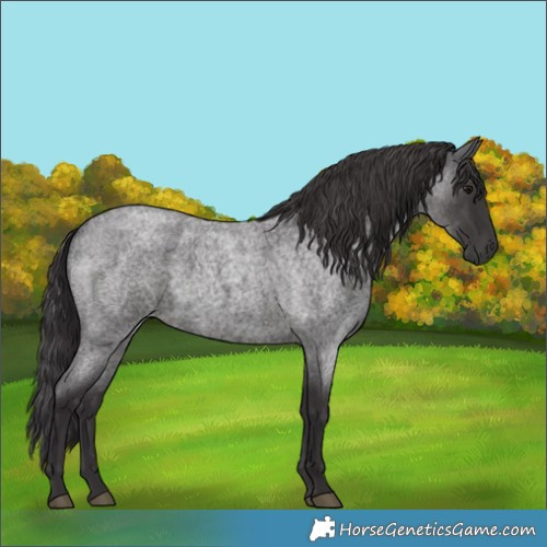 Horse Color:Smoky Blue Roan 