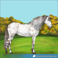 Horse Color:Gray Red Dun Appaloosa 